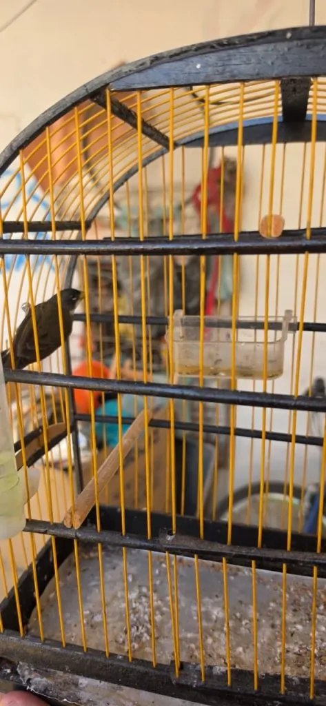 Oito aves silvestres são resgatadas em operação em Vila Velha