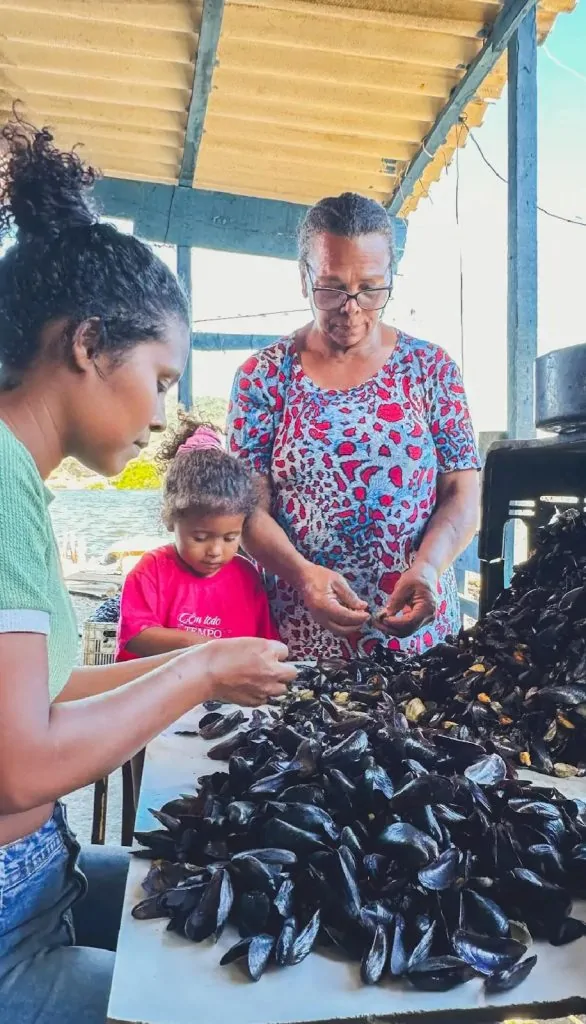 Economia azul: como cascas de sururu viram renda e impulsionam a sustentabilidade na maricultura