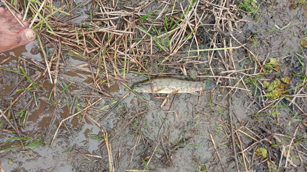 Mortandade de peixes leva DPU a pedir investigação federal no Norte do ES