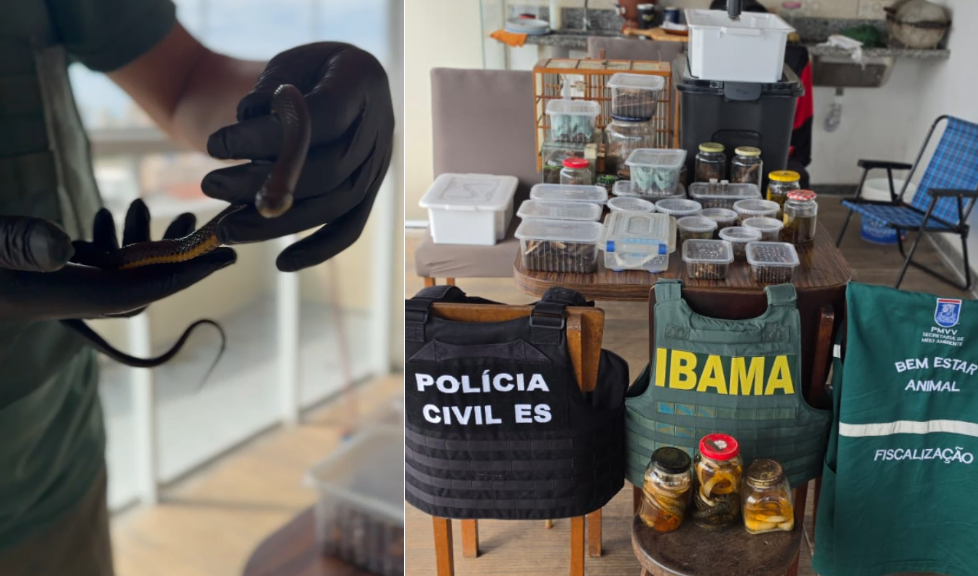 Casa usada para manter animais silvestres de forma irregular é descoberta em Vila Velha