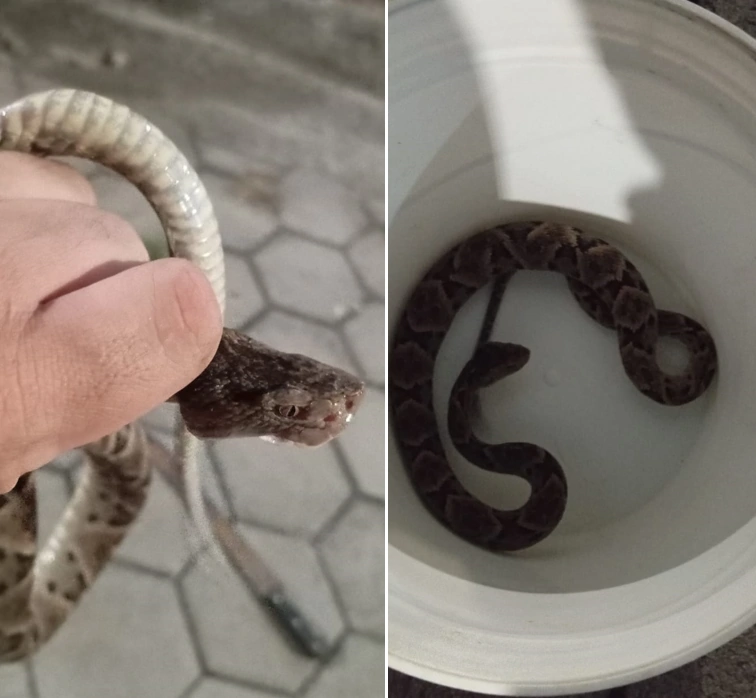 Cobra peçonhenta invade refeitório de escola em Aracruz