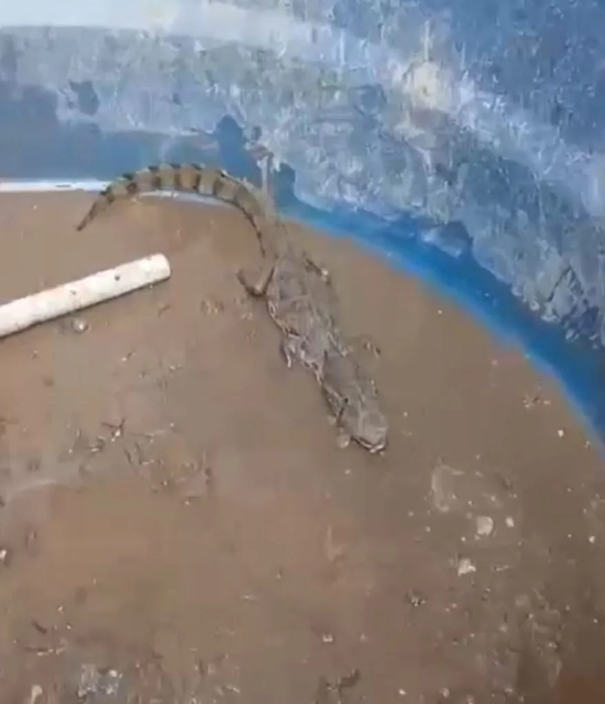 Visitante inesperado: filhote de jacaré é encontrado em caixa d’água em Vila Velha