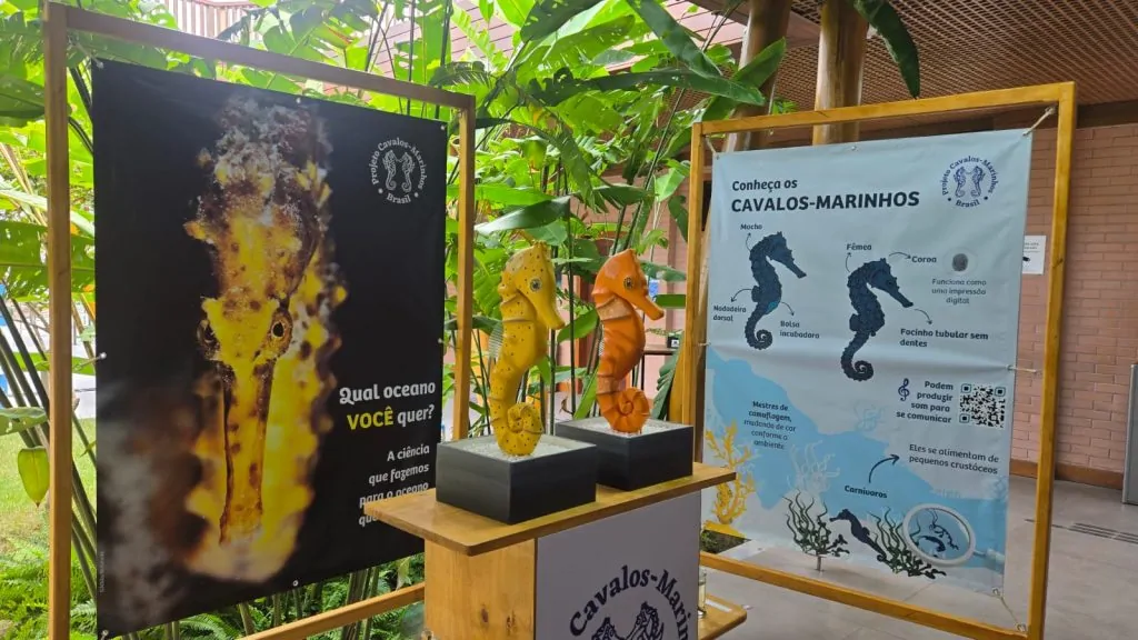 Cavalos-marinhos ganham exposição alertando para risco de extinção da espécie no ES