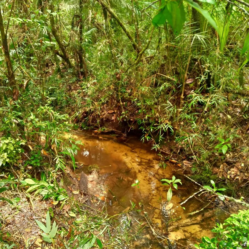 Peixe ameaçado de extinção é achado no Rio Itapemirim
