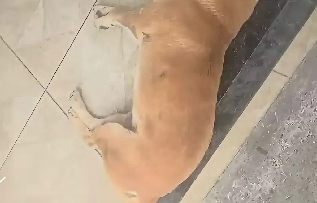 VÍDEO | Suspeito de atirar em cães comunitários é procurado pela Polícia em Viana