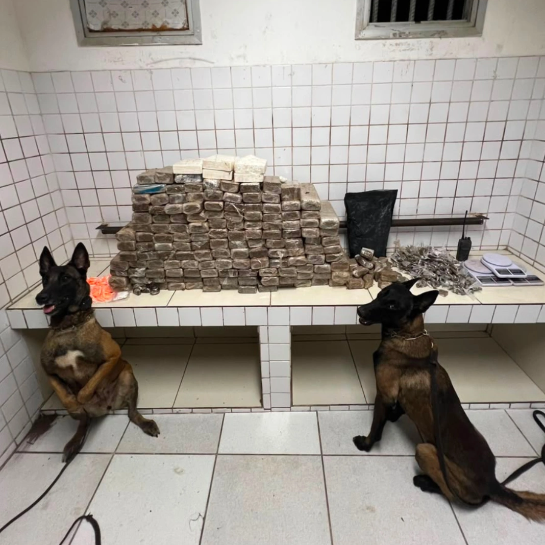 CÃES PM