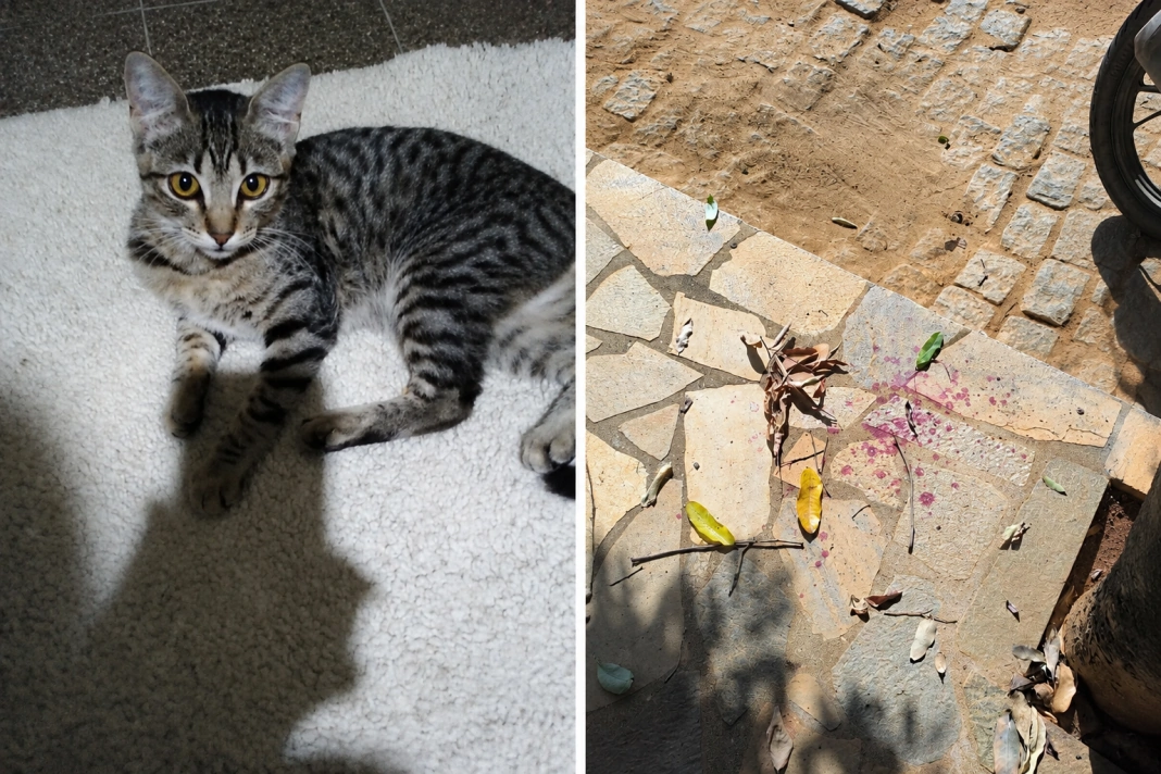 gato baleado