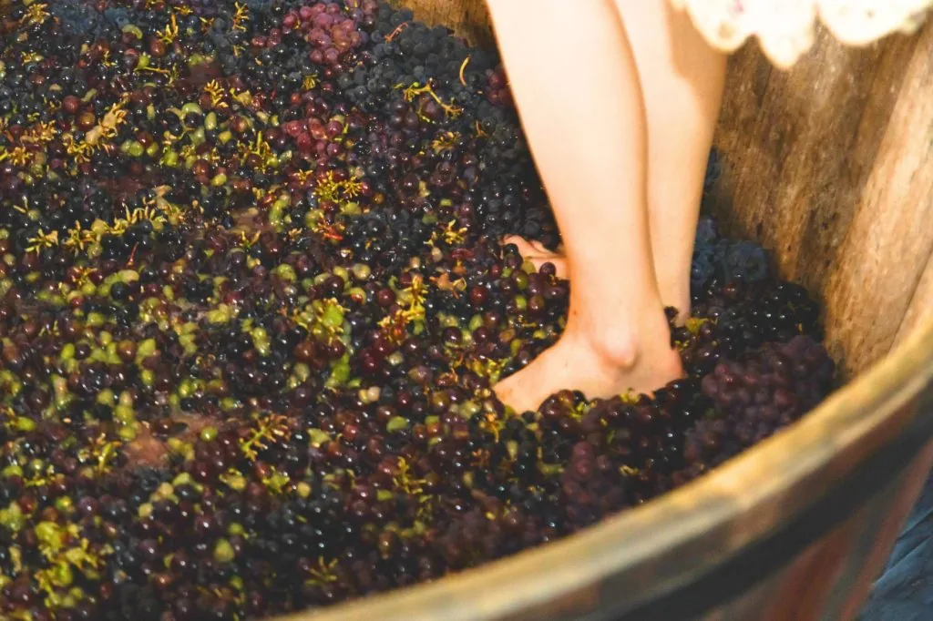 Festa do Vinho e da Uva em Santa Teresa reúne pisa da uva, shows e gastronomia no Parque de Exposições Festa do Vinho e da Uva em Santa Teresa reúne pisa da uva, shows e gastronomia no Parque de Exposições