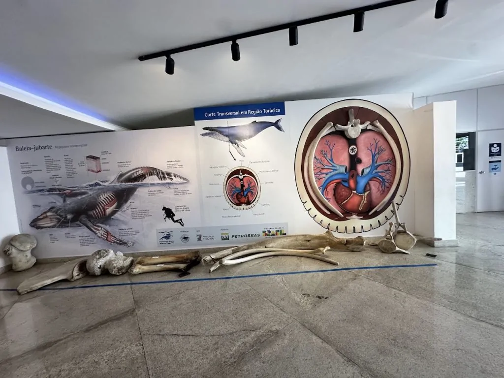 espaço baleia jubarte