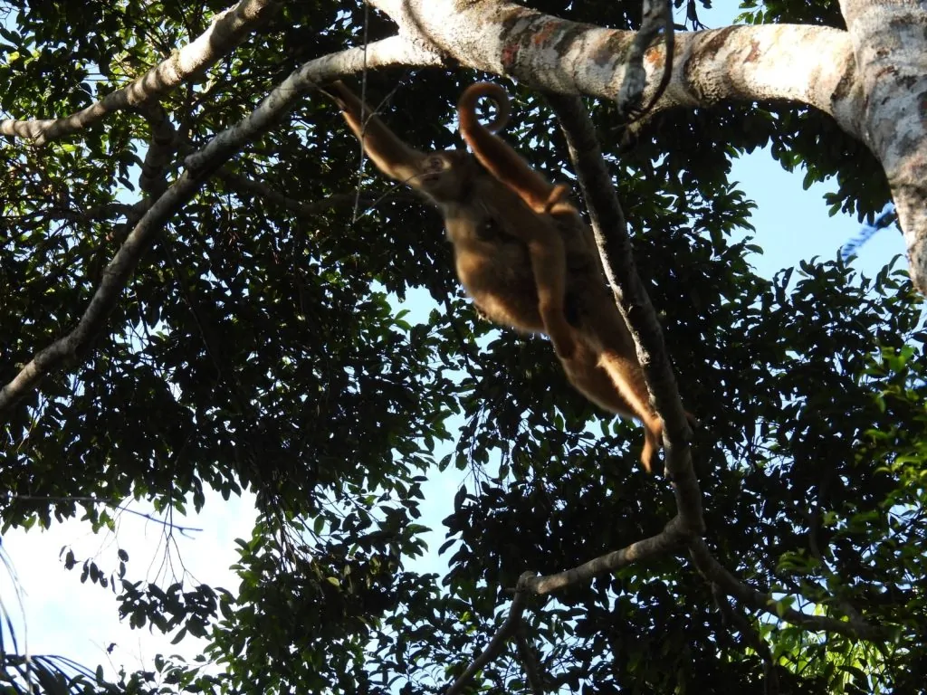 Maior primata das Américas é flagrado em reserva do ES e surpreende pesquisadores