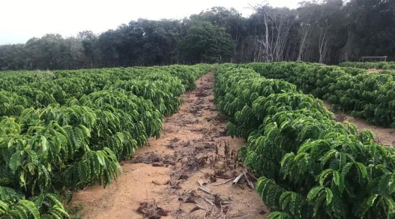 Herança Verde: como a nova geração está revolucionando a cafeicultura sustentável no ES