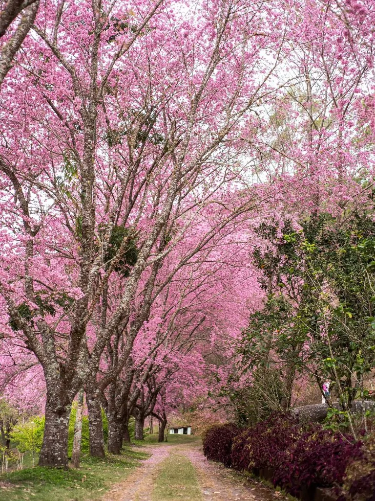 Florada das cerejeiras colore a Região Serrana e atrai visitantes ao ES