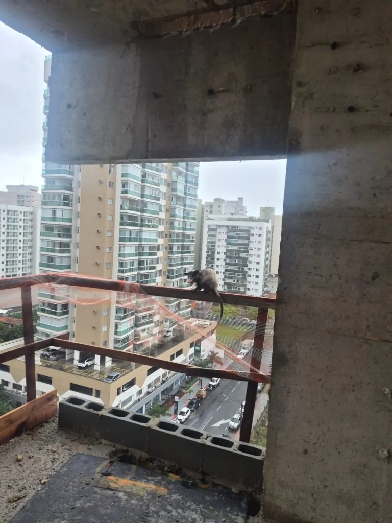 Gambá sobe no 8º andar de prédio em Vila Velha e precisa ser resgatado
