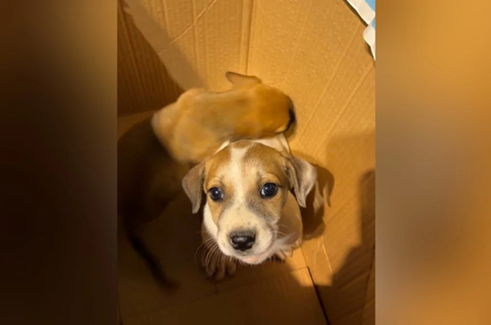 dois filhotes, um caramelo e um branco e caramelo, dentro da caixa de papelão em que foram abandonados