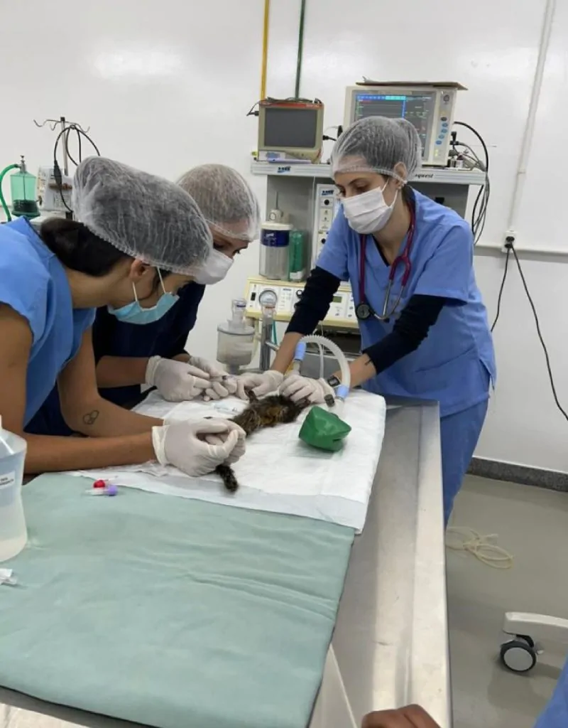 Estudo da UFV mapeia 22 espécies ameaçadas de extinção na Bacia do Rio Doce e motiva leis municipais