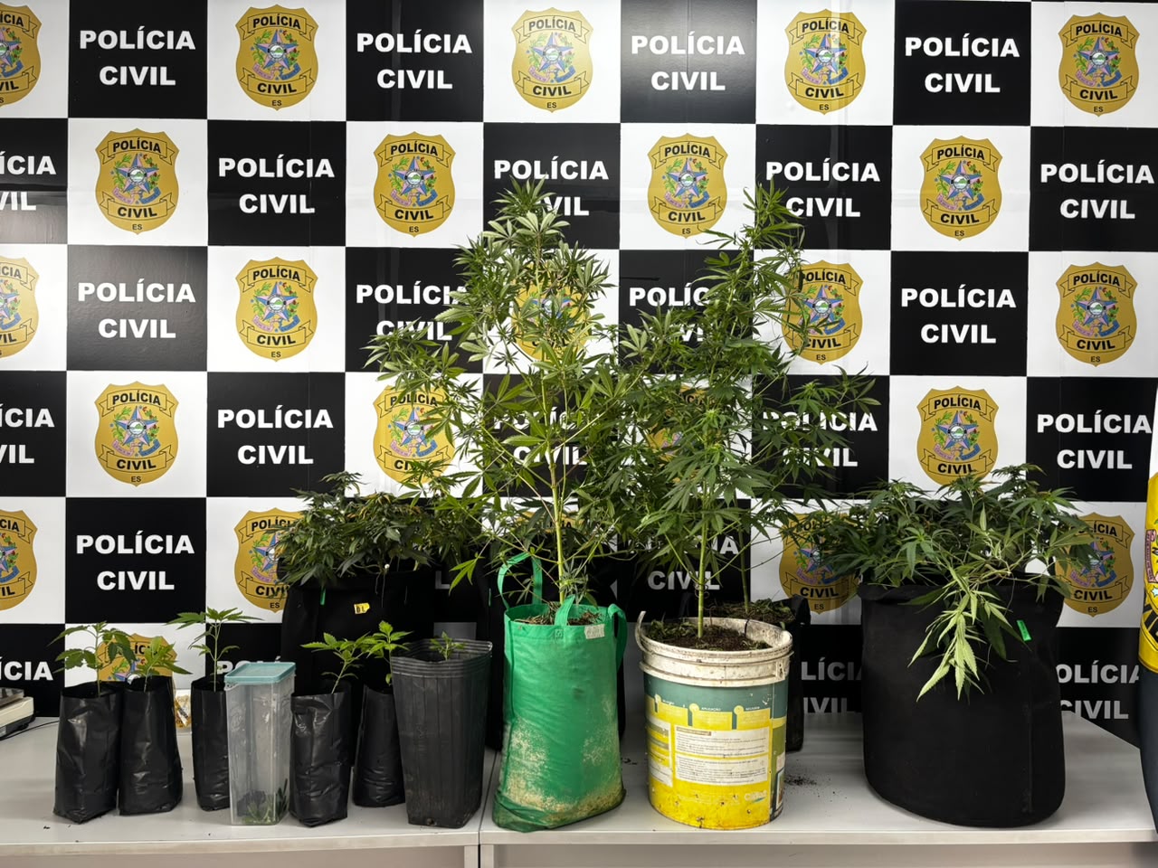 Homem que cultivava maconha em estufa dentro de casa é preso na Serra
