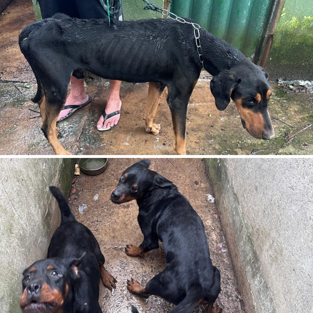 Adestrador é preso por maus-tratos contra cães em Guarapari
