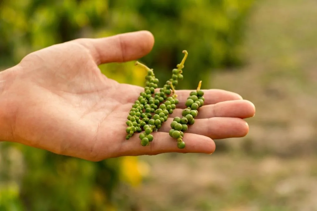Agronegócio Capixaba: com US$ 296,6 mi em exportações, pimenta-do-reino mira agregar valor e ampliar mercado global