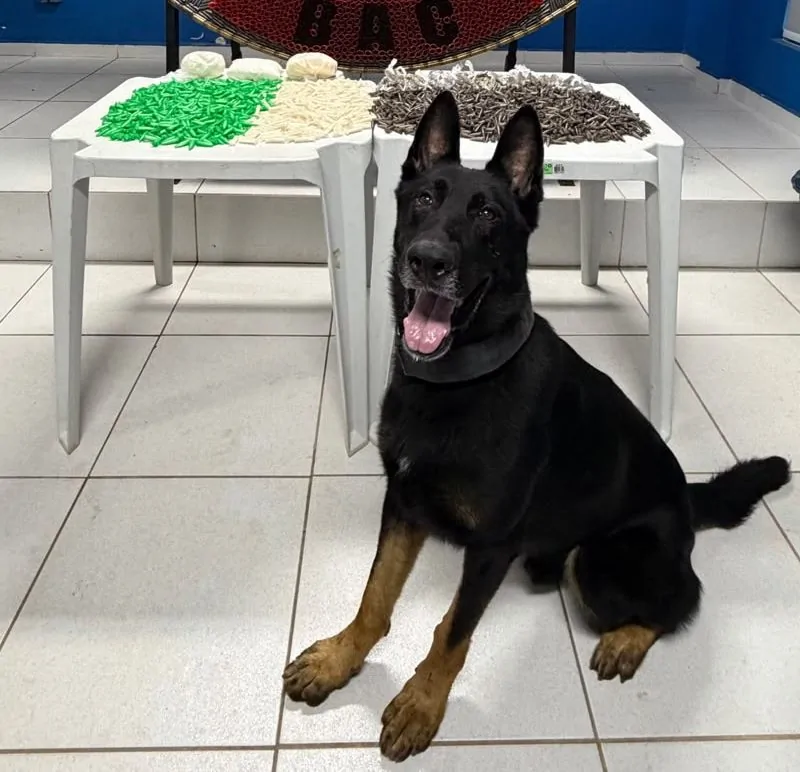 cães farejadores