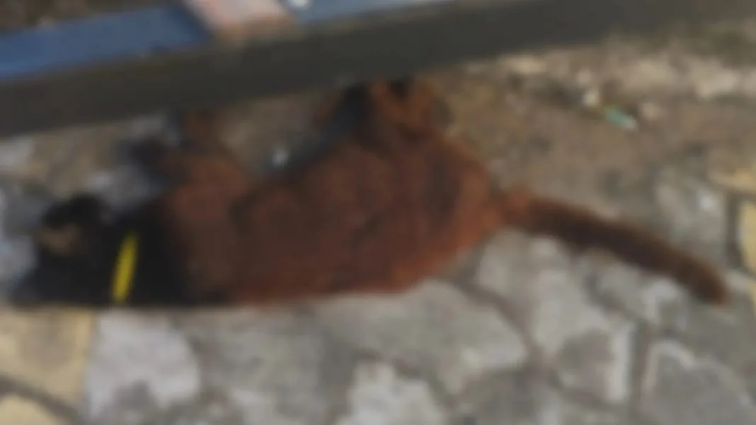 gata vila velha